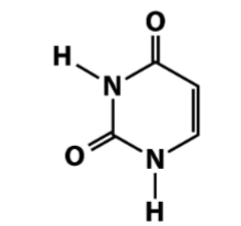 <p>Nitrogenous bases- Pyrimidines</p>