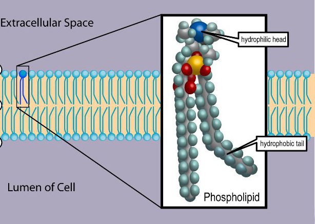 <p>fluid-like properties; regulation </p>