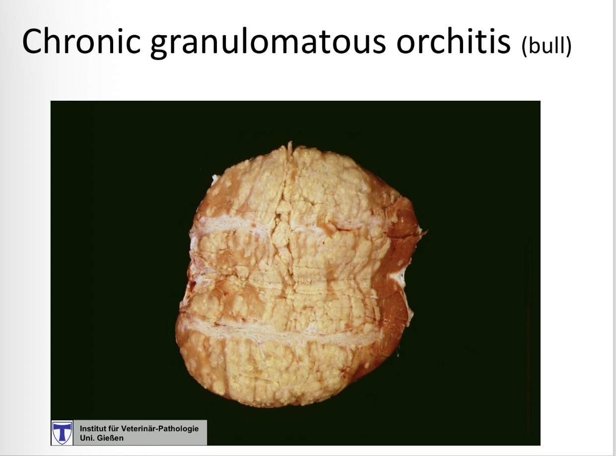 <p>orchitis + epididymitis - cause in cattle</p>