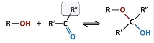 <p>The addition of an alcohol to the carbon of a ketone will generate this; changes geometry from planar to tetrahedral and forms a reducing end. Happens when linear aldose sugars circularize and form rings</p>