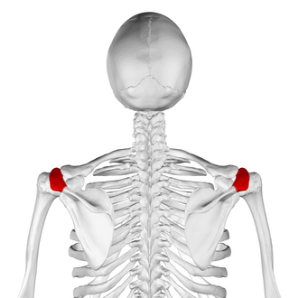 <p>Which Body Landmark?</p>