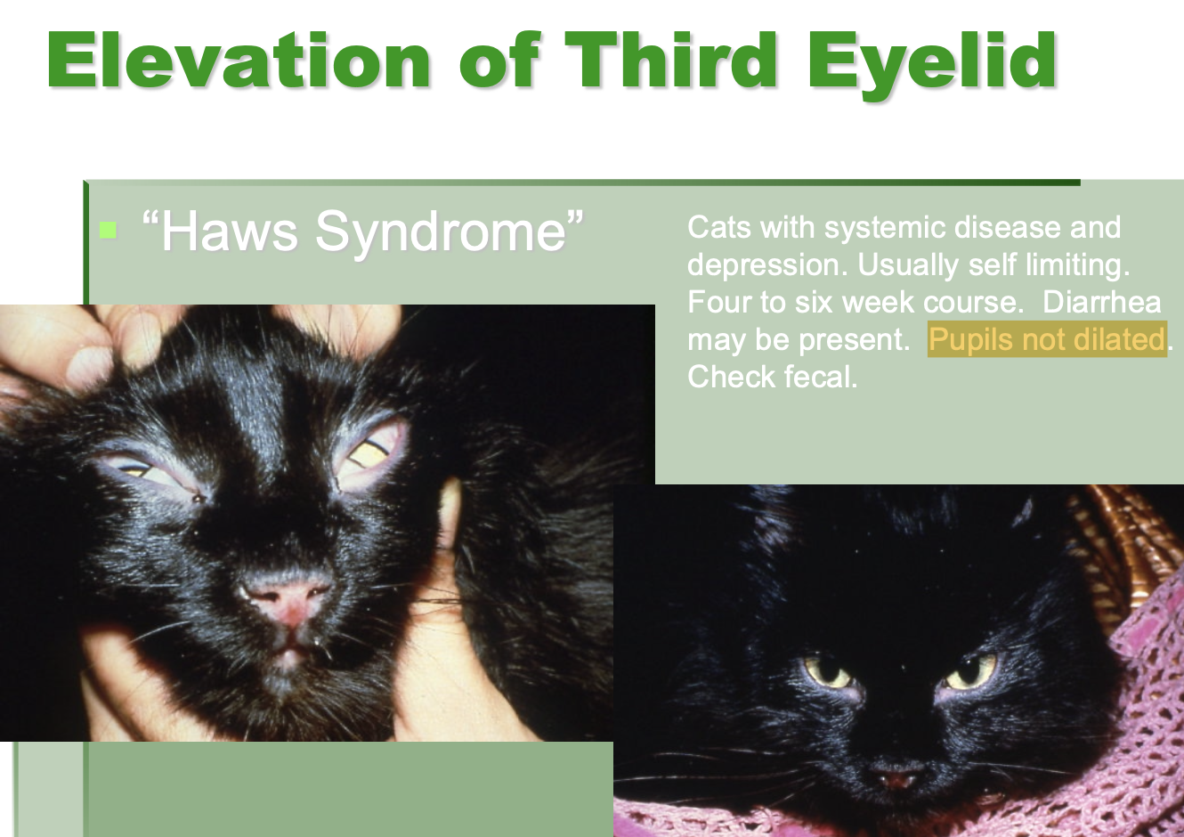 <p>cats w/ systemic dz and depression have 3rd eyelid elevation.</p>