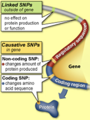 <p>False</p><p>SNPs could have </p><p>- no consequence</p><p>- be directly causative of disease</p><p>- contribute to disease risk </p><p>- protect against disease.</p>