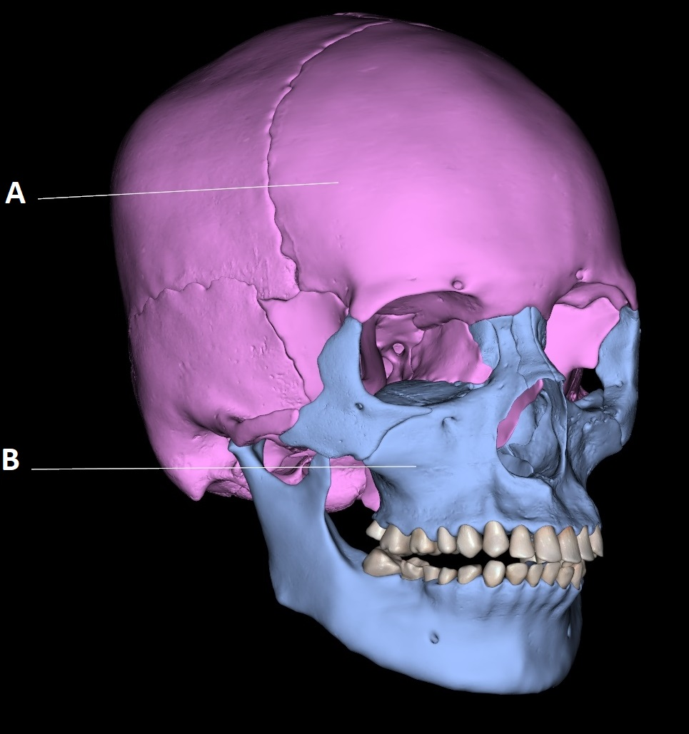 <p>A</p>