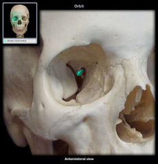 <p>Name this marking. (Outer)</p>