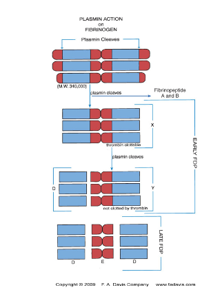 <p>Fibrinolysis is the removal of fibrin deposits through enzymatic cleavage, converts fibrin into soluble fragments in order to regain regular blood flow</p><p>Plasminogen - inactive plasma protein produced in the liver, activated by Tissue Plasminogen Activator (t-PA)</p><p>t-PA - found in vascular endothelium, converted to plasmin</p><p>Plasmin breaks Fibrin (fibrinogen) into X monomer</p><p>Plasmin splits X monomer into 1 Y and 1 D fragments</p><p>Y monomer is split into 1 D and 1 E fragments, resulting in 2 D and 1 E fragments, known as Fibrin Degradation Products (FDP/FSP)</p>