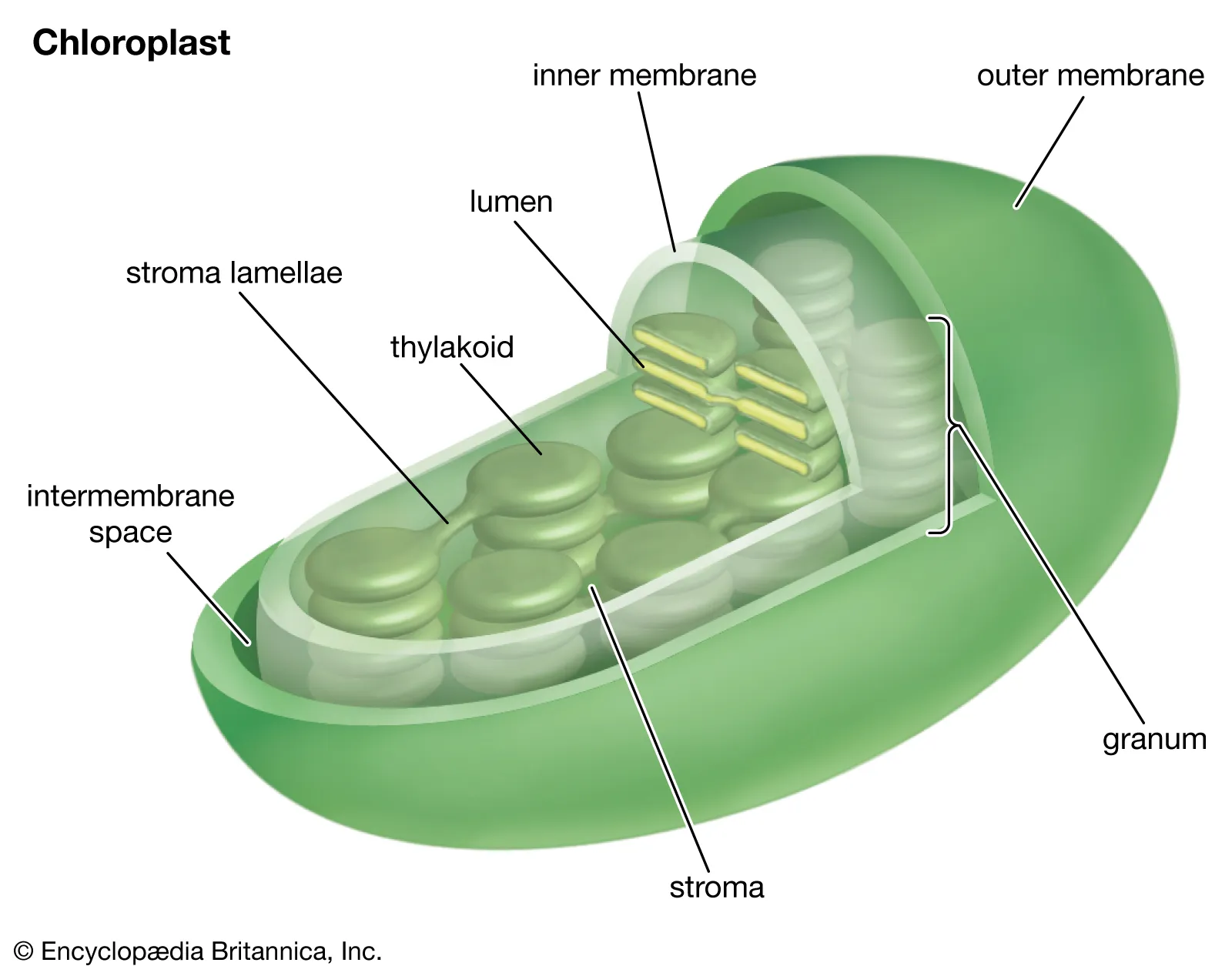 <p>performs photosynthesis</p>