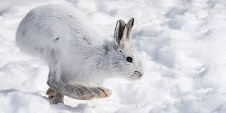 <p>Leporidae</p><p>lagomorpha</p>
