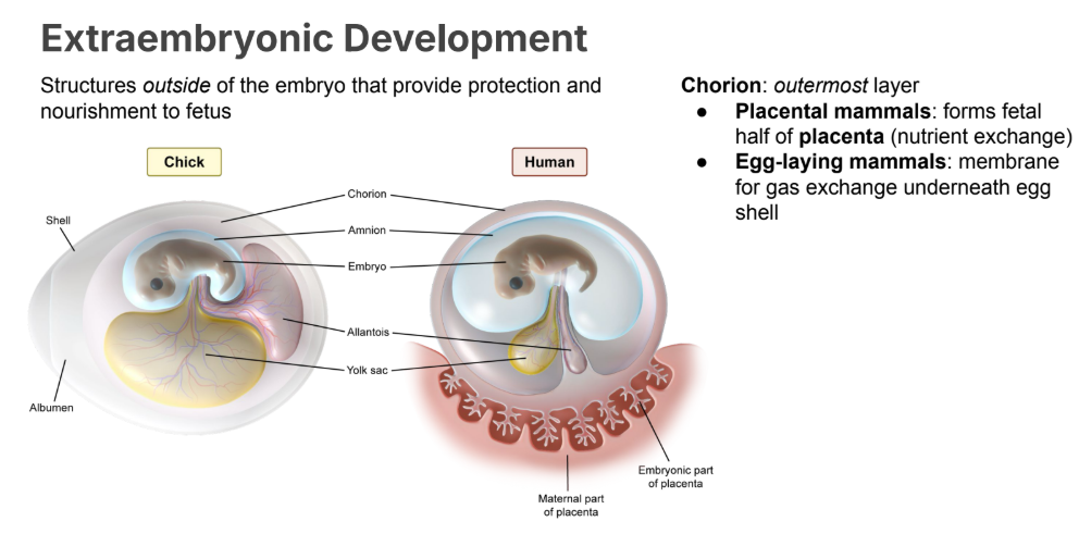 <p>Forms fetal half of <strong>placenta </strong>(nutrient exchange)</p>