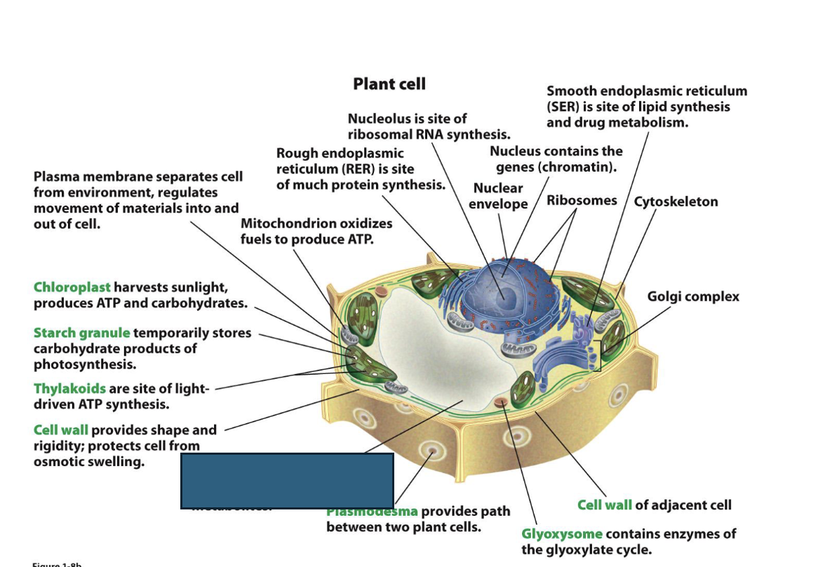 term image
