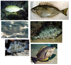 <p>Marbled spinefoot</p>