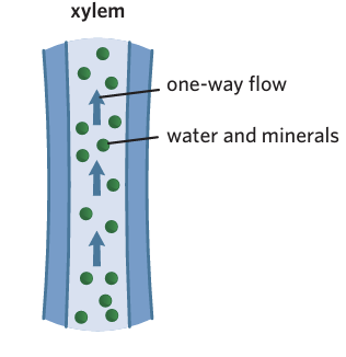 <p><span>Tubes that transport water and minerals in 1 direction from the roots to the leaves of a plant.</span></p>