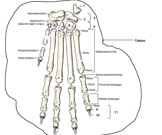 <p>Identify bone, side, view, and number 1</p>