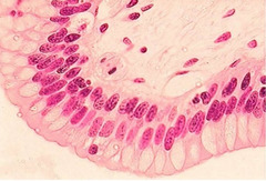 <p>Identify Tissue</p>