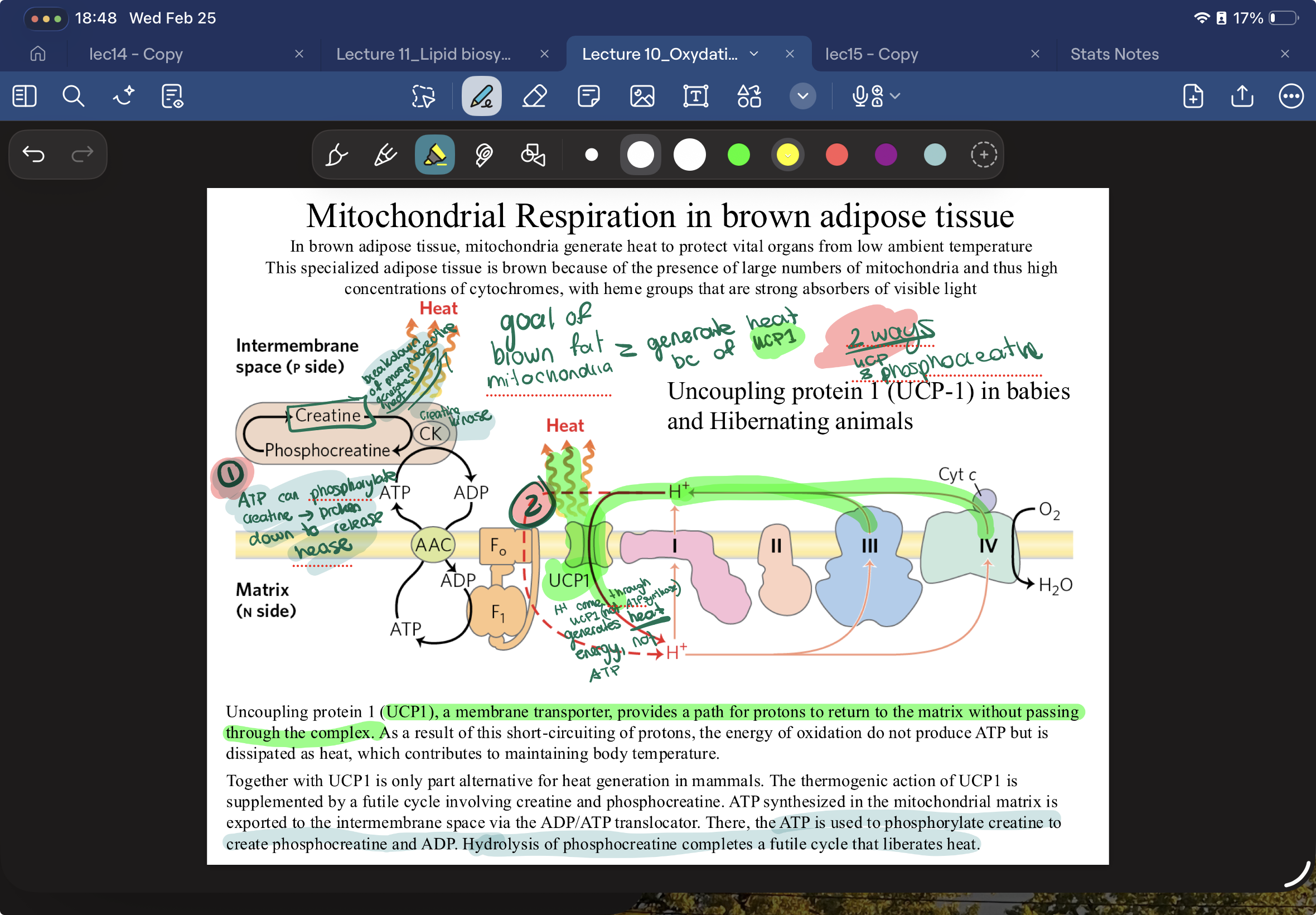 <p>via UCP1, protons flow through here instead of ATP synthase and generate heat instead of ATP</p><p>AND</p><p>ATP used to phosphorylate creatine to create phosphocreatine and ADP. Hydrolysis of phosphocreatine  liberates heat.</p>