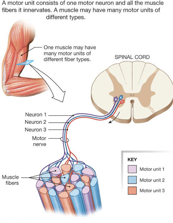 <ul><li><p>motor units are recruited when tension is generated</p></li><li><p><strong>slow twitch first; fast twitch glycolytic last</strong></p></li><li><p>recruit slow 1st bc they don’t fatigue as fast</p></li><li><p>fast twitch 2nd bc provide most force, but fatigue very quickly</p></li><li><p>this provides more controlled movement</p></li><li><p><strong>Asynchronous</strong>: don’t want to recruit all muscle units at the same time bc you want to be able to recruit new units as the old ones fatigue</p></li><li><p>works for all <u>except</u> maximal contractions</p></li></ul><p></p>