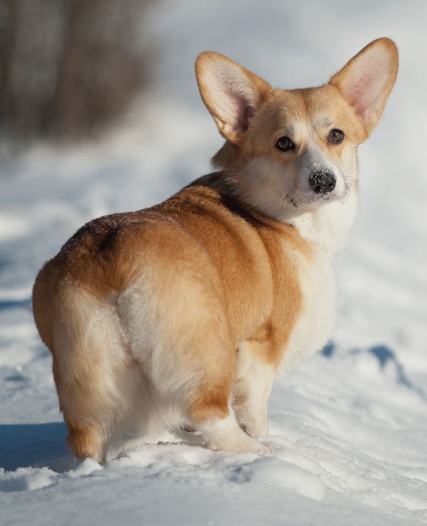 <p>(Type of tail?)</p>