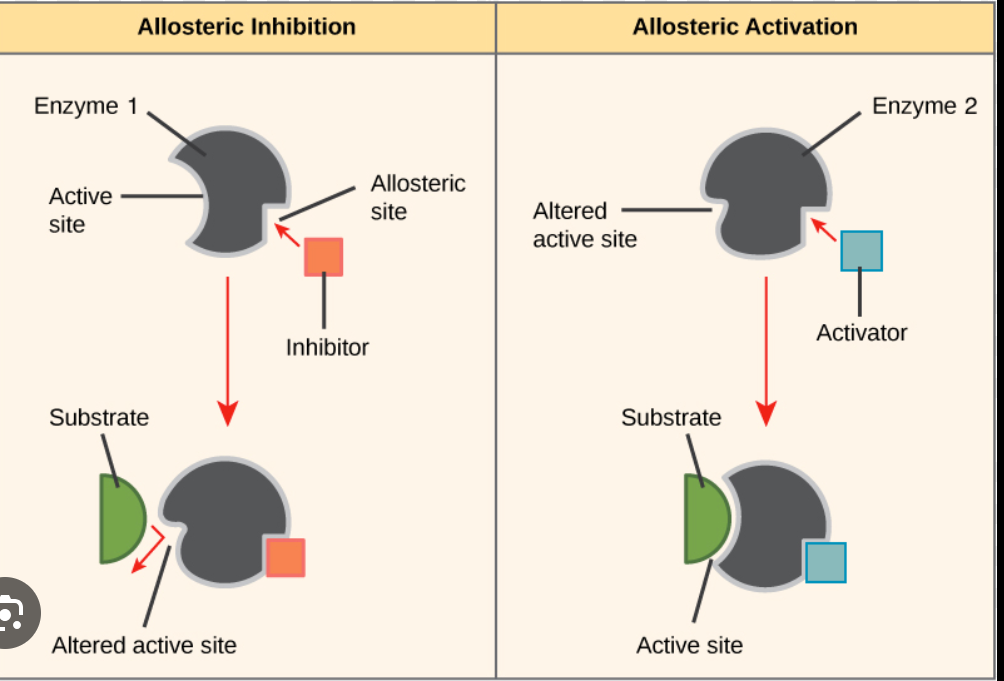 <ul><li><p>Allosteric regulation occurs when the binding of a molecule to a specific site on an enzyme—other than the active site—induces a conformational change that either activates or inhibits the enzyme's activity.</p></li><li><p>Signal transduction often involves enzymes that undergo shape changes. </p></li><li><p>This is frequently triggered by <strong>phosphorylation</strong> (adding a phosphate group), which acts as a molecular switch to activate or inhibit the enzyme.</p></li><li><p><strong>Amplification:</strong> A single activated enzyme can catalyze many reactions. This creates a "cascade" effect where one original signal molecule results in a massive internal response.</p></li><li><p><strong>Response Types:</strong> </p><ul><li><p><strong>Short-term:</strong> Rapid changes like <strong>opening an ion channel</strong>.</p></li><li><p><strong>Long-term:</strong> Slower, lasting changes like <strong>alteration of gene expression</strong> in the nucleus.</p></li></ul></li></ul><p></p>