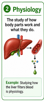<p>The study of how body parts work and what they do.<br>Example: Studying how the liver filters blood is physiology.</p>
