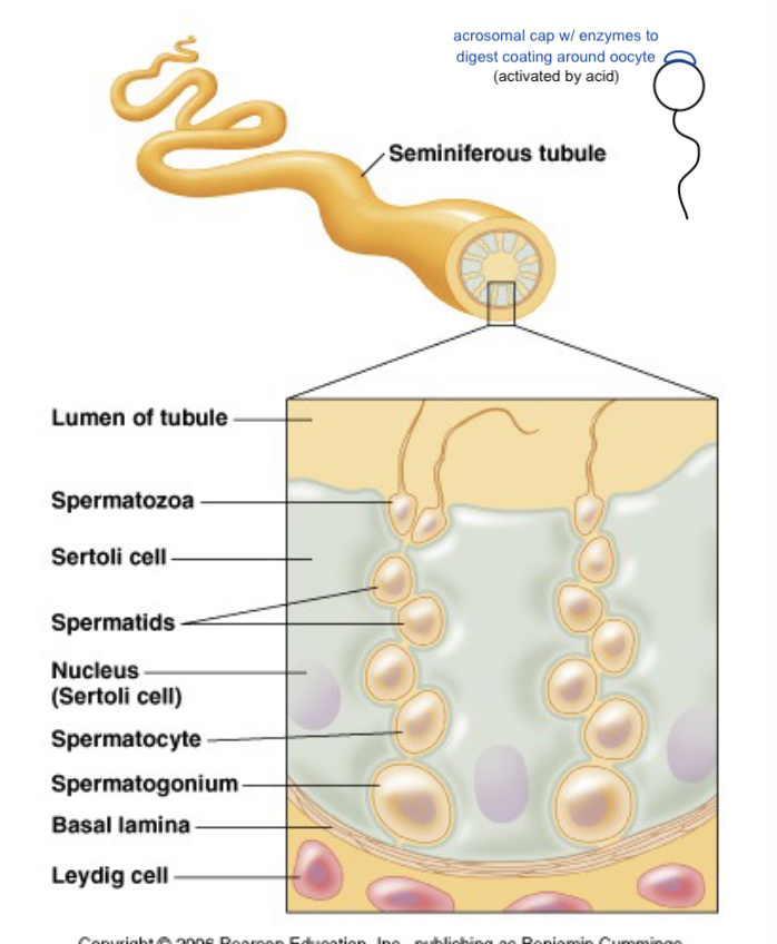 <ul><li><p>occurs in testes</p><ul><li><p>Sertoli cells - make sperm</p></li><li><p>Leydig cells - produce testosterone</p></li></ul></li><li><p>packages as semen with other secretions </p><ul><li><p>water for motility/transport</p></li><li><p>bicarbonate buffer (acid in the female reproductive tract would kill sperm if buffer was absent)</p></li><li><p>glucose, amino acids for nutrition</p></li><li><p>mucous → sticky, holds sperm in a group to protect them from acid while they adjust to it </p></li><li><p>prostaglandins → more motility in female repro-tract (smooth muscle contractions do most of the work for moving sperm while in mucous)</p></li></ul></li></ul><p></p>