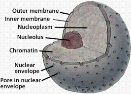 <p>Nucleus</p>