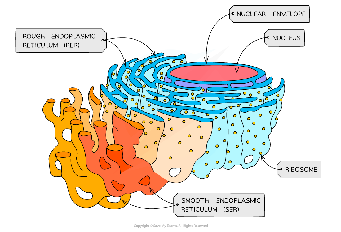 <p>What is the structure of Smooth endoplasmic reticulum (SER)?</p>