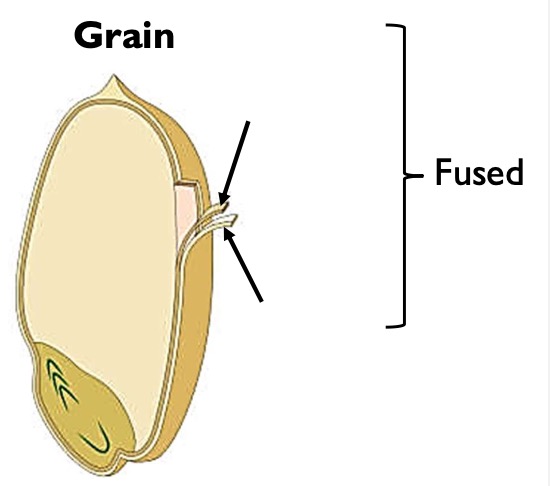<p>Identify the structures of grain, the fruit of cereals.</p>