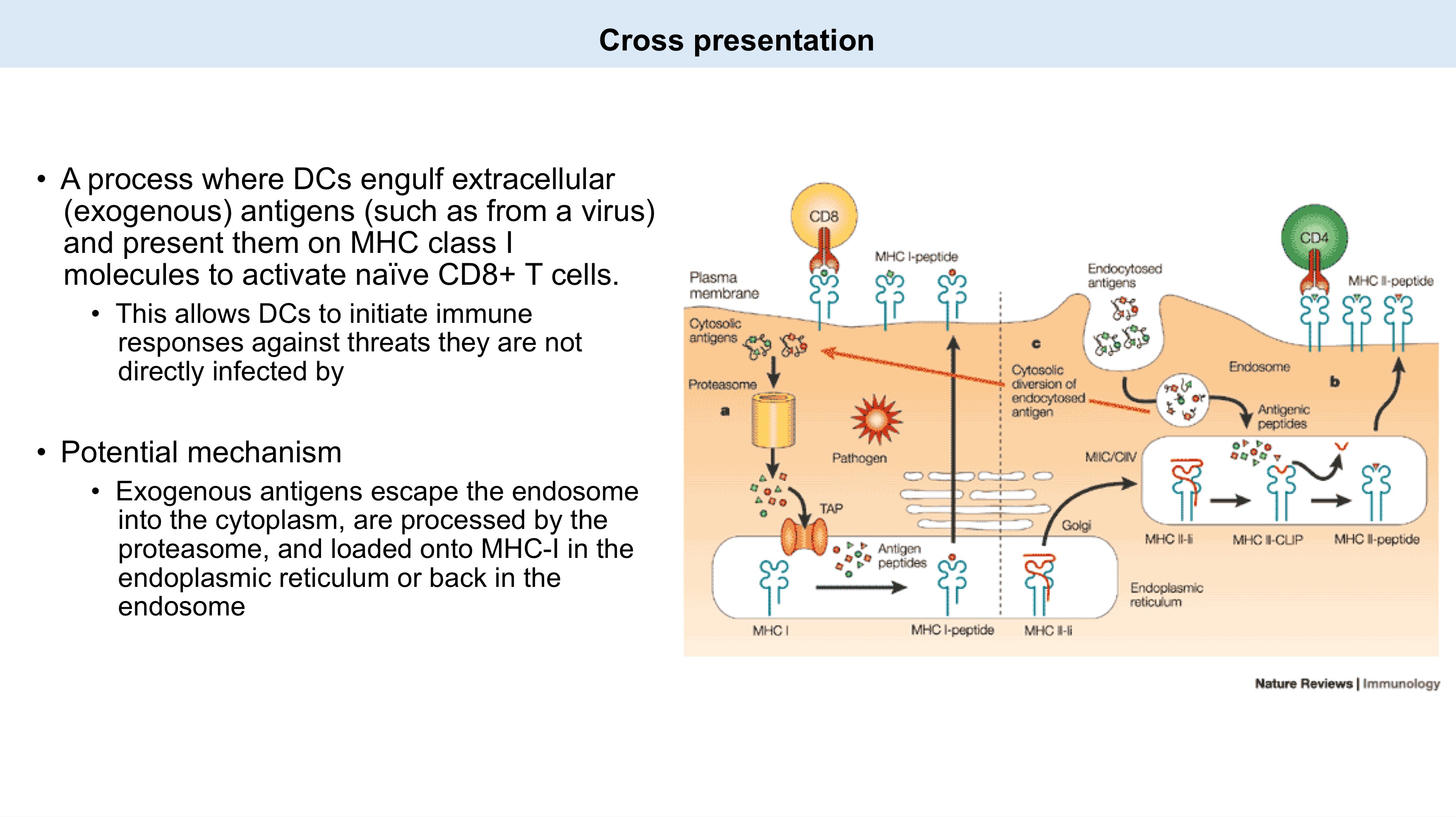 <p><strong>Conundrum...</strong></p><p>To become activated, a naive T cell needs to see its specific antigen presented by a professional APC (usually a DC).</p><p>If a tumor or virus does not directly infect a DC, how does a CD8<sup>+</sup> T cell become activated to fight it?</p><ul><li><p>Through _, where _ engulf dead/dying tumor or infected cells, process the foreign antigens, and present them on _ molecules to T cells. </p></li><li><p>DCs also receive necessary _, upregulating activation markers (CD80/86) to fully prime the T cells in lymph nodes.</p></li></ul><p></p>