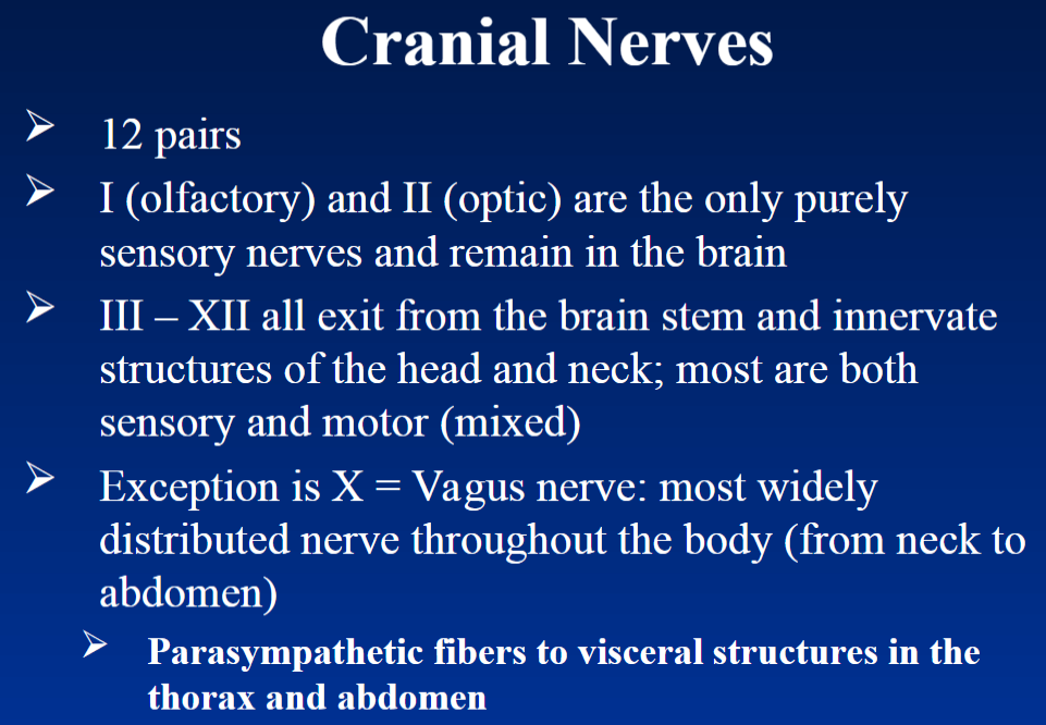 <p><strong>General</strong><br>  • <strong>12 pairs</strong> of cranial nerves</p><p><strong>Cranial Nerves I and II</strong><br>  • <strong>I – Olfactory</strong> → purely <strong>sensory</strong><br>  • <strong>II – Optic</strong> → purely <strong>sensory</strong><br>  • Both remain in the <strong>brain</strong></p><p><strong>Cranial Nerves III–XII</strong><br>  • Exit from the <strong>brain stem</strong><br>  • Innervate structures of the <strong>head and neck</strong><br>  • Most are <strong>mixed nerves</strong> → both <strong>sensory and motor</strong></p><p><strong>Exception – X: Vagus Nerve</strong><br>  • <strong>Most widely distributed nerve</strong> throughout the body<br>  • Extends from the <strong>neck to the abdomen</strong><br>  • Carries <strong>parasympathetic fibers</strong> to visceral structures in the <strong>thorax and abdomen</strong></p>