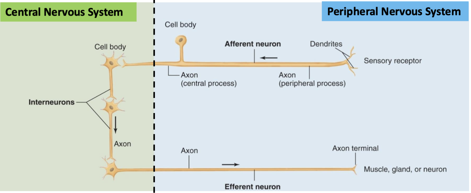<ol><li><p>Afferent (sensory) neurons</p></li></ol><ul><li><p>Receptors → CNS</p></li><li><p>Cell body located in PNS</p></li><li><p>Bring sensory information IN to CNS</p></li></ul><ol start="2"><li><p>Efferent (motor) neurons</p></li></ol><ul><li><p>CNS → muscles/glands/other neurons</p></li><li><p>Cell body located in CNS</p></li><li><p>Carry commands OUT from CNS</p></li></ul><ol start="3"><li><p>Interneurons</p></li></ol><ul><li><p>Located in CNS</p></li><li><p></p></li></ul><blockquote><p>99% of all neurons</p></blockquote><ul><li><p>Integrate/connect afferent and efferent neurons</p></li></ul><p>Memory: Afferent = Arrives at CNS; Efferent = Exits CNS.</p>