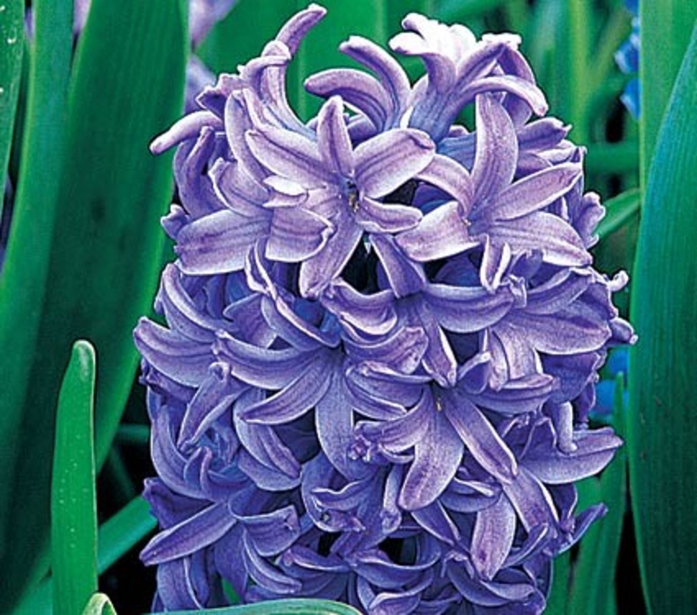 <p>une jacinthe</p>