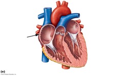 <p>what part of the heart is this? internal ridges of myocardium in right atrium and both auricles</p>