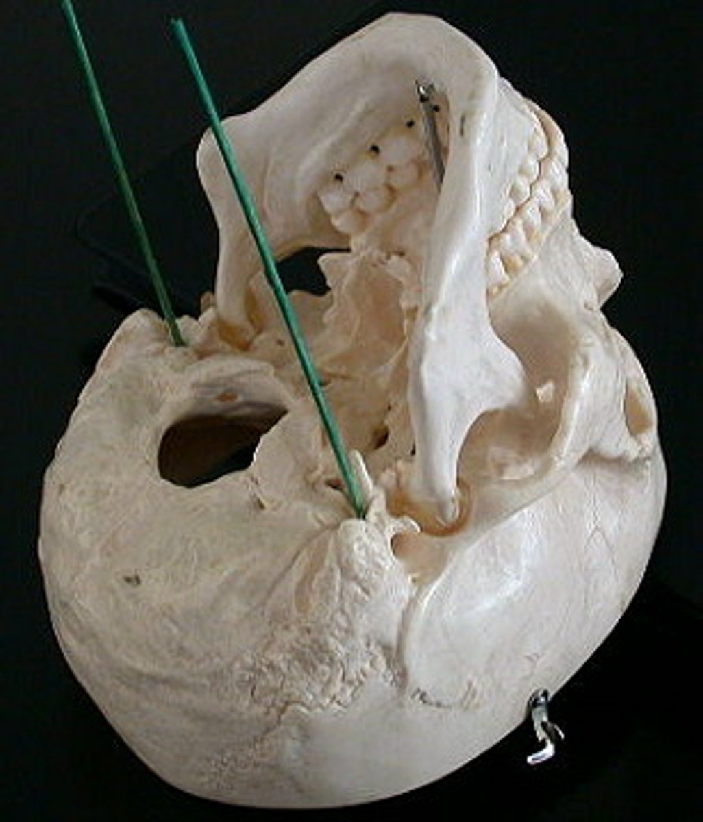 <p>between the styloid and mastoid processes</p>