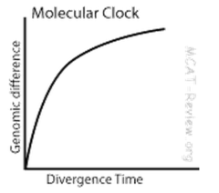 <p>The average rate at which a gene or protein accumulates changes.</p>