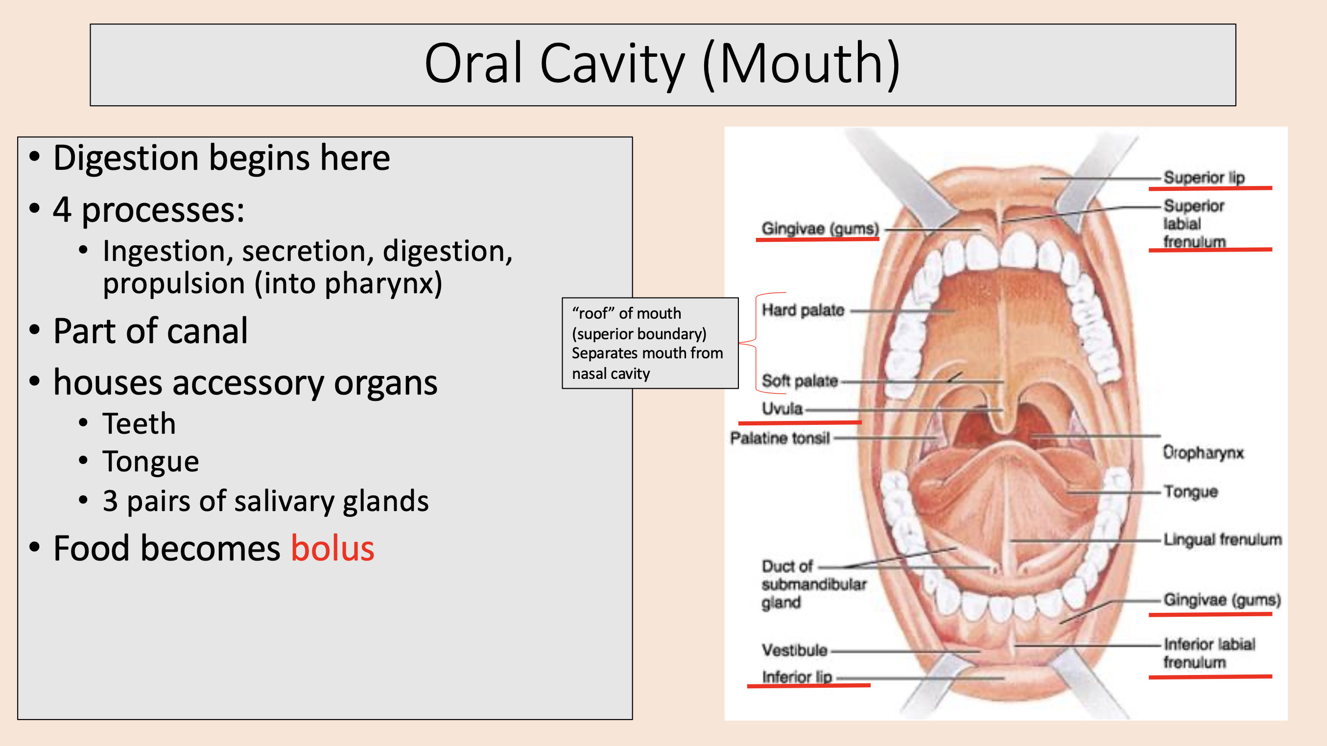 <p><span style="background-color: rgb(231, 230, 230);"><mark data-color="#ffffff" style="background-color: rgb(255, 255, 255); color: inherit;">oral cavity or mouth</mark></span></p>