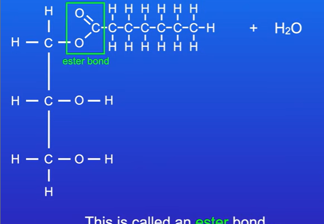 <p>1 glycerol reacts with 3 fatty acids to form an ester bond, this process is called esterification, water is also made (condensation reaction)</p><p>This reaction is carried out 2 more times with 2 more fatty acid molecules to form structure of triglyceride molecule.</p>
