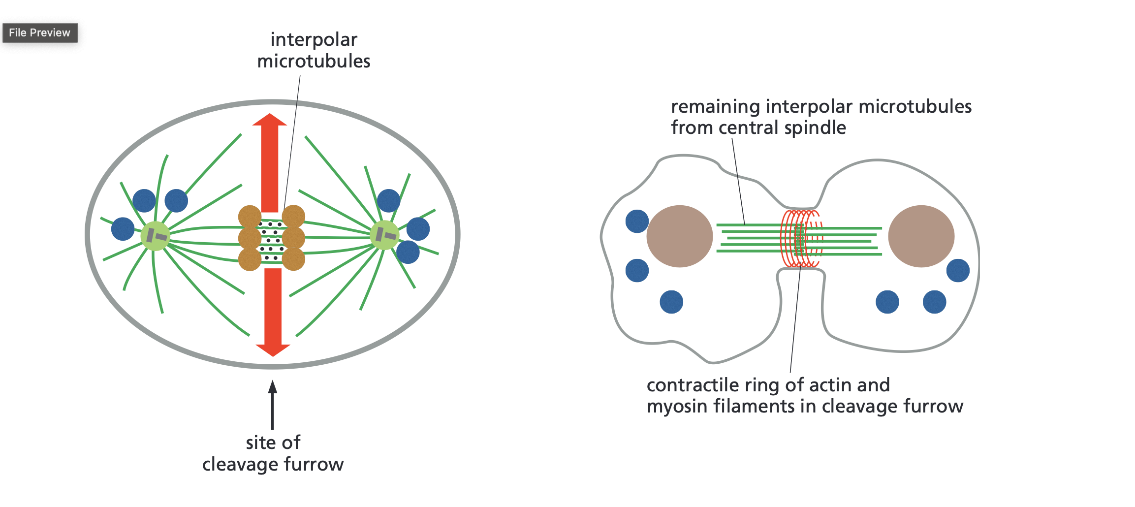 <p>Process of when one cell splits into 2, very similar to mitosis but mitosis is 1 nucleus into 2 nucleus happens at the end of mitosis.</p><ul><li><p>Orange dots are proteins that help organize/crosslink the microtubles</p></li><li><p>Site of furrow is a pinch that forms in the cell membrane during cytokinesis</p></li><li><p>contractile ring of actin and myosin filaments tightens and creates the cleavage furrow until the cell separates into 2 </p></li><li><p>The brown is the chromosomes/nucleus of future daughter cells</p></li></ul><p></p>