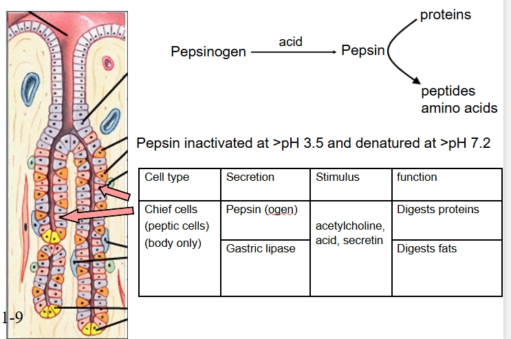 <p>Or peptic cells, in body and antrum</p><p>Secretes pepsin and gastric lipase for digestion of proteins and fats</p><p>Ach, acid, secretin cause stimulation of chief cells </p><p>pepsinogen converted to pepsin by acid which then digests proteins to peptides and AAs </p><p>pepsin mostly inactivated at pH above 3.5 and denatured at 7.2 (irreversibly)</p>