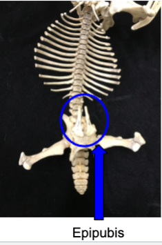 <p>platypus</p><p>monotremata: order </p><p>• Epipubis present</p><p>• Pectoral girdle with procoracoid, coracoid, and</p><p>interclavicle</p>