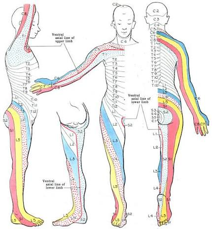 <p>what is the representative movement for L3</p>