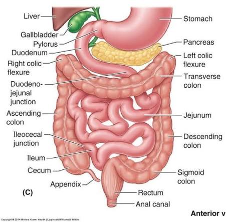 <p>The end of the small intestine feeding into the ascending colon (start of the large intestine)</p>