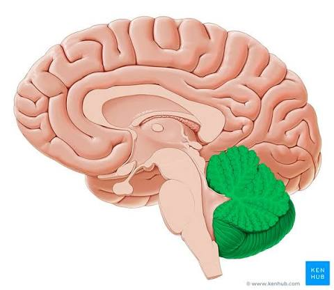 <p>Cerebellum</p>
