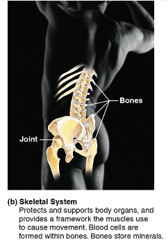<p><span style="background-color: transparent;"><strong>Skeletal System</strong></span></p>