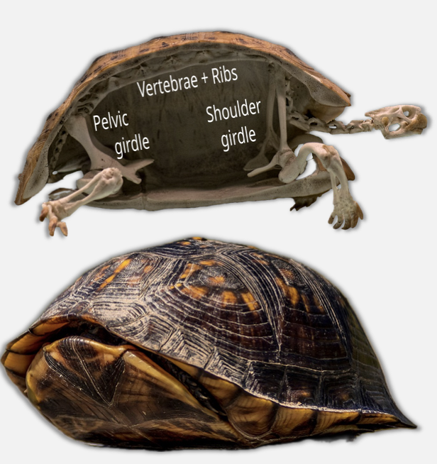 <ul><li><p class="Paragraph SCXO30806251 BCX4" style="text-align: left;"><span style="background-color: inherit; line-height: 19.55px; color: windowtext;">Freshwater, marine or terrestrial</span><span style="line-height: 19.55px; color: windowtext;">&nbsp;</span></p></li><li><p class="Paragraph SCXO30806251 BCX4" style="text-align: left;"><span style="background-color: inherit; line-height: 19.55px; color: windowtext;">Plant-eaters, carnivores or omnivores</span><span style="line-height: 19.55px; color: windowtext;">&nbsp;</span></p></li><li><p class="Paragraph SCXO30806251 BCX4" style="text-align: left;"><span style="background-color: inherit; line-height: 19.55px; color: windowtext;">356 species</span><span style="line-height: 19.55px; color: windowtext;">&nbsp;</span></p></li><li><p class="Paragraph SCXO30806251 BCX4" style="text-align: left;"><span style="background-color: inherit; line-height: 19.55px; color: windowtext;">14 families</span><span style="line-height: 19.55px; color: windowtext;">&nbsp;</span></p><ul><li><p class="Paragraph SCXO30806251 BCX4" style="text-align: left;"><span style="background-color: inherit; line-height: 19.55px; color: windowtext;">Most evolved in the age of the dinosaurs</span><span style="line-height: 19.55px; color: windowtext;">&nbsp;</span></p></li></ul></li><li><p class="Paragraph SCXO30806251 BCX4" style="text-align: left;"><span style="background-color: inherit; line-height: 19.55px; color: windowtext;">Armour</span><span style="line-height: 19.55px; color: windowtext;">&nbsp;</span></p><ul><li><p class="Paragraph SCXO30806251 BCX4" style="text-align: left;"><span style="background-color: inherit; line-height: 19.55px; color: windowtext;">Top of shell (carapace) composed of rib cage, with additional bones around the edge</span><span style="line-height: 19.55px; color: windowtext;">&nbsp;</span></p></li><li><p class="Paragraph SCXO30806251 BCX4" style="text-align: left;"><span style="background-color: inherit; line-height: 19.55px; color: windowtext;">Big, tough scales cover bone</span><span style="line-height: 19.55px; color: windowtext;">&nbsp;</span></p></li><li><p class="Paragraph SCXO30806251 BCX4" style="text-align: left;"><span style="background-color: inherit; line-height: 19.55px; color: windowtext;">Bottom of shell composed of belly ribs (gastralia)</span><span style="line-height: 19.55px; color: windowtext;">&nbsp;</span></p></li><li><p class="Paragraph SCXO30806251 BCX4" style="text-align: left;"><span style="background-color: inherit; line-height: 19.55px; color: windowtext;">Arms, legs, tail, head can retract inside shell</span></p></li></ul></li></ul><ul><li><p class="Paragraph SCXO224626836 BCX4" style="text-align: left;"><span style="background-color: inherit; line-height: 19.55px; color: windowtext;">Evolution</span><span style="line-height: 19.55px; color: windowtext;">&nbsp;</span></p><ul><li><p class="Paragraph SCXO224626836 BCX4" style="text-align: left;"><span style="background-color: inherit; line-height: 19.55px; color: windowtext;">Initially terrestrial, evolving after the Permian-Triassic extinction</span><span style="line-height: 19.55px; color: windowtext;">&nbsp;</span></p></li><li><p class="Paragraph SCXO224626836 BCX4" style="text-align: left;"><span style="background-color: inherit; line-height: 19.55px; color: windowtext;">Turtles probably peak in diversity in the late cretaceous</span><span style="line-height: 19.55px; color: windowtext;">&nbsp;</span></p></li><li><p class="Paragraph SCXO224626836 BCX4" style="text-align: left;"><span style="background-color: inherit; line-height: 19.55px; color: windowtext;">Marine and terrestrial species hit hard but freshwater lineages survived the K-Pg impact (massive asteroid collision with earth around 66 million years ago between Cretaceous and Paleogene periods)</span><span style="line-height: 19.55px; color: windowtext;">&nbsp;</span></p></li></ul></li></ul><p></p>