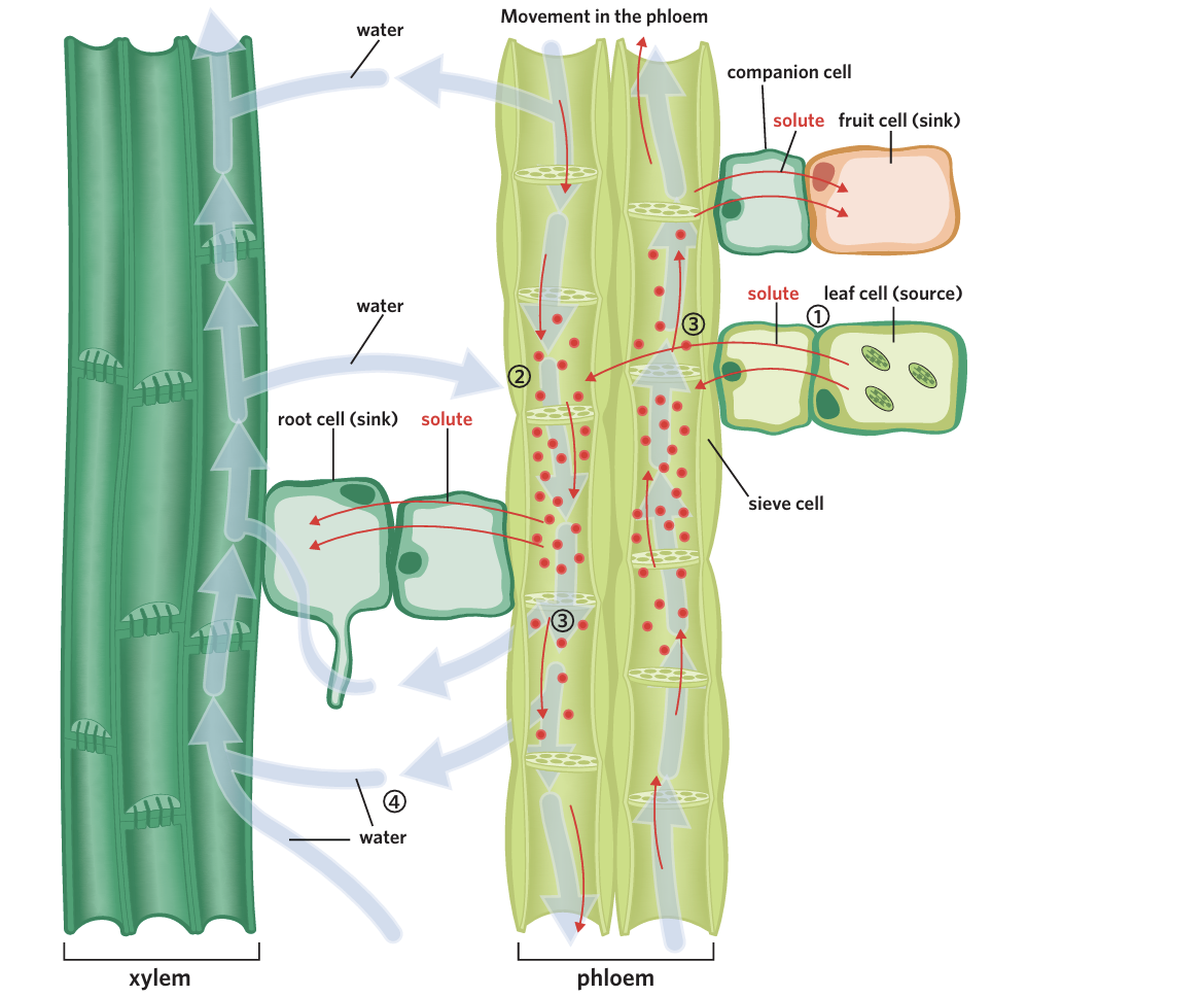 <p>Translocation</p>