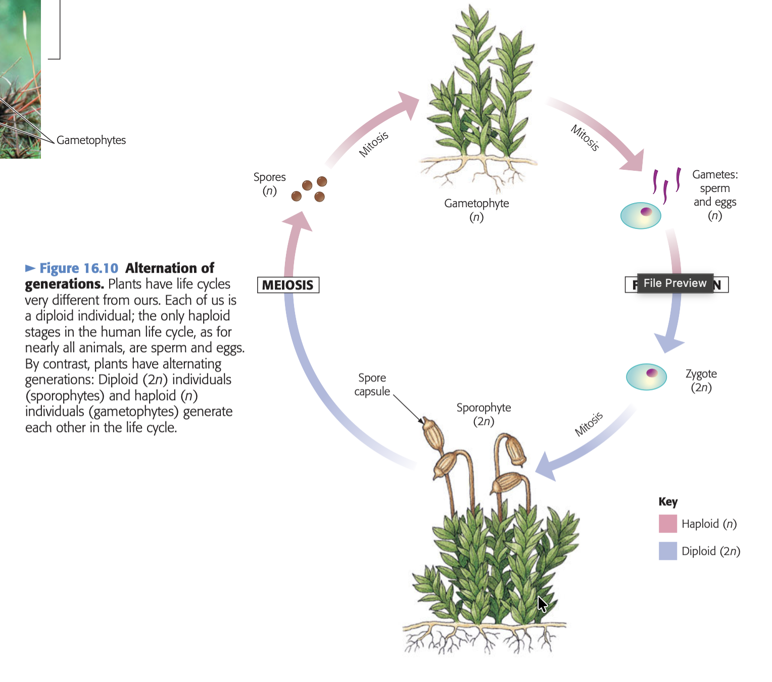 <p>mosses need water to reproduce since sperm swim to reach the egg and to keep aerial parts of a plant moist. To manage this while living on land, they have two distinct stages of life/forms. These forms alternate to take turns producing each other; gametocytes form gametes which unite to form zygotes which develop into sporophytes which produce spores which become/give rise to gametophytes.</p>