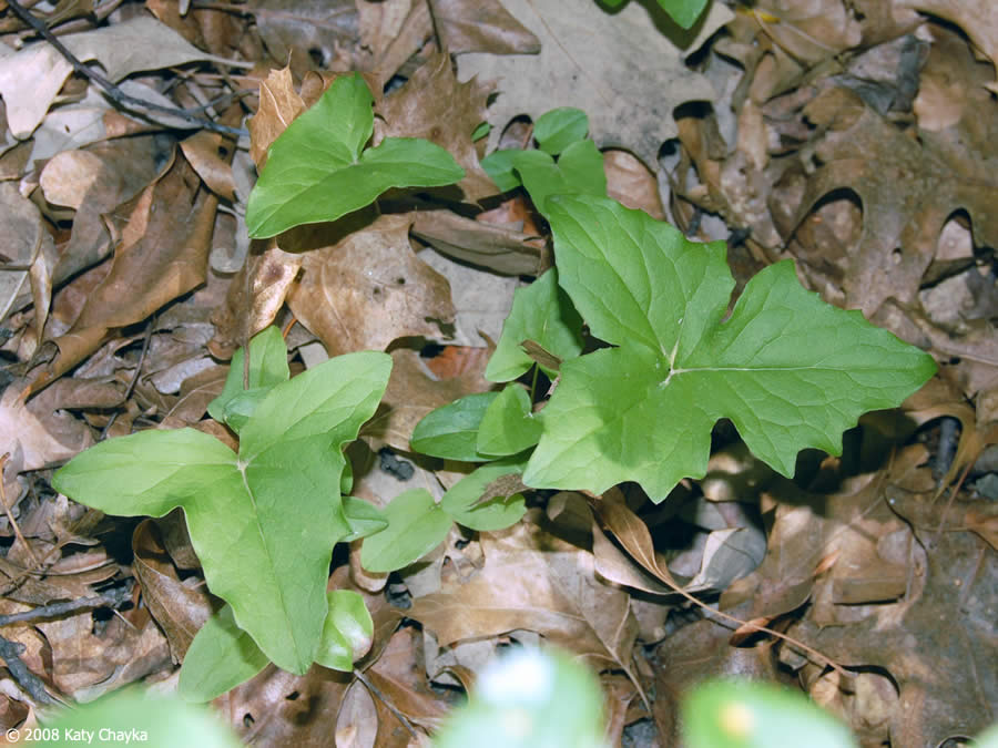 <p>Prenanthes alba</p>