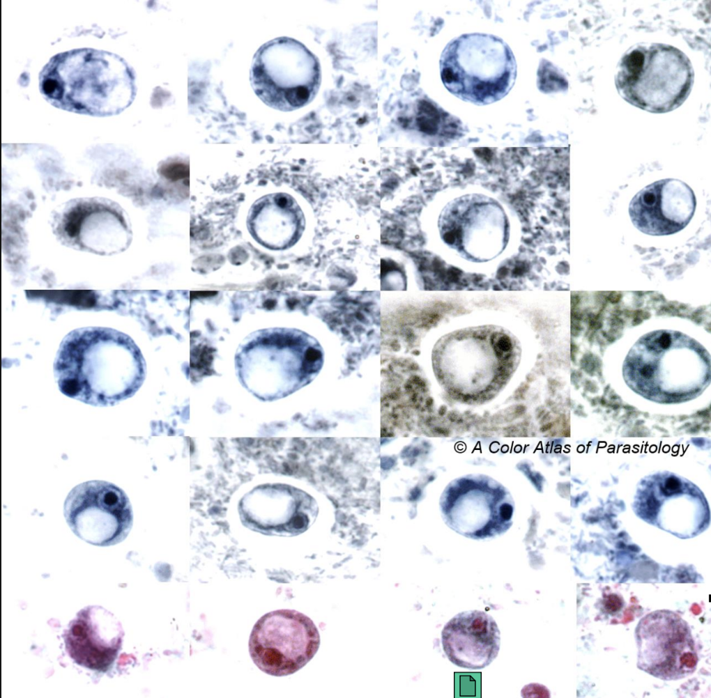 <p>what does this image show?</p>