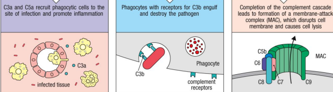<p>C5a: inflammation</p><p>C5b: enhances Membrane Attacking Complex (MAC)</p><p>Outcome: creates a <strong>pore </strong>in the membrane leading to <strong>cell lysis</strong>.</p>