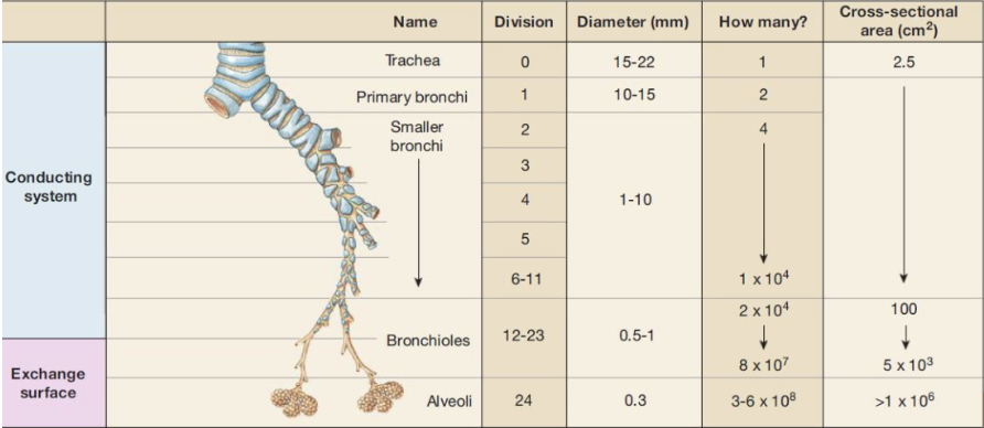 <p>a series of branching passages that carry air from trachea to gas-exchange surfaces in the lungs (alveoli) (includes trachea, bronchi and bronchioles)</p><ul><li><p>bronchi branch into smaller passageways leading to tubes called bronchioles and terminal bronchioles</p></li><li><p>Conducting Pathway: Trachea → <strong>Primary bronchi (right &amp; left)</strong> → Secondary (lobar) bronchi → Tertiary (segmental) bronchi → Bronchioles → Terminal bronchioles</p><p></p><p></p></li></ul><p></p>
